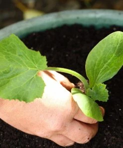 Roots Plants Courgettes 3 Organic 'Tromboncino Albenga' Courgette Plants