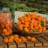 Roots Plants Chillies & Sweet Peppers 3 Organic 'Orange Habanero' Chilli Plants