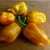 Roots Plants 3 Organic 'Scotch Bonnet Yellow' Chilli Plants Chillies & Sweet Peppers