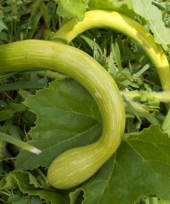 Roots Plants Courgettes 3 Organic 'Tromboncino Albenga' Courgette Plants