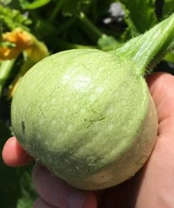 Roots Plants 12 Organic Colourful Courgette Collection Courgette Plants Courgettes