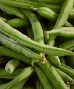Roots Plants 15 Best Runner Bean Plants Collection | Growers Choice Peas & Beans