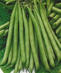 Roots Plants 10 Organic 'Tendergreen' Dwarf French Green Bean Plants 13 Roots Plants 10 Organic 'Tendergreen' Dwarf French Green Bean Plants