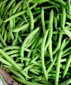 Roots Plants 20 Best French Bean Plants Collection | Growers Choice 9 Roots Plants 20 Best French Bean Plants Collection | Growers Choice