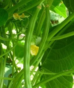 Roots Plants 10 Organic 'Tendergreen' Dwarf French Green Bean Plants