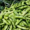 Roots Plants 10 Organic Edamame Bean Plants Peas & Beans 2 Roots Plants 10 Organic Edamame Bean Plants Peas & Beans