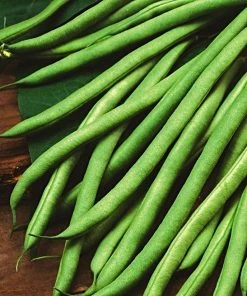 Roots Plants 10 Organic 'Blue Lake' French Climbing Bean Plants