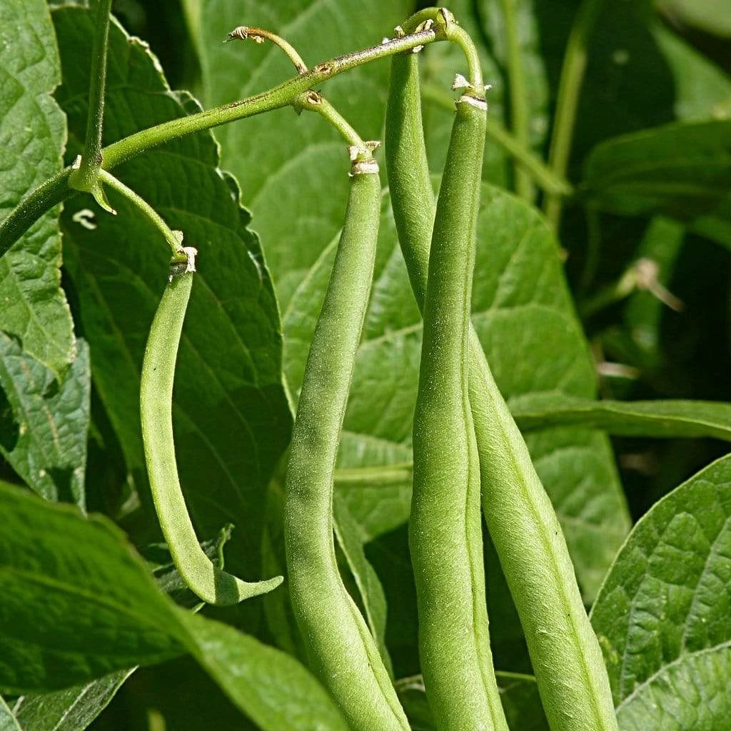 Roots Plants 20 Best French Bean Plants Collection | Growers Choice 7 Roots Plants 20 Best French Bean Plants Collection | Growers Choice