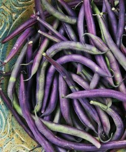 Roots Plants 10 Organic 'Cosse Violette' French Climbing Bean Plants Peas & Beans