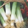Roots Plants 20 Organic 'Musselborough' Leek Plants All Vegetable Plants