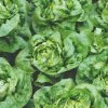 Roots Plants 10 Organic 'Buttercrunch' Lettuce Plants