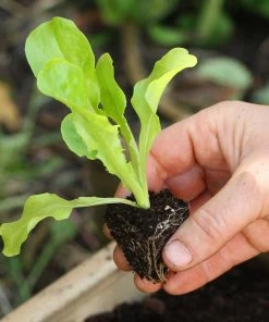 Roots Plants 55 Quick Growing Salad Plants For Pots 13 Roots Plants 55 Quick Growing Salad Plants For Pots