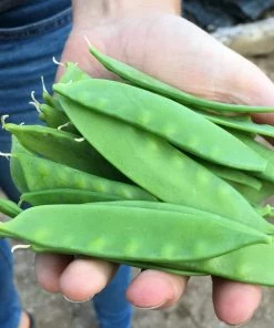 Roots Plants All Vegetable Plants Organic Gourmet Beans & Peas Collection 60 Plants