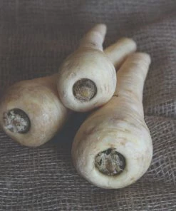 Roots Plants 10 Organic 'Countess' Parsnip Plants All Vegetable Plants