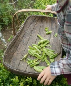 Roots Plants Peas & Beans 10 Organic 'Kelvedon Wonder' Pea Plants
