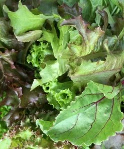 Roots Plants Salad Plants Quick Growing Organic Salad Collection 90 Plants