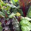 Roots Plants 10 Organic Rainbow Chard Plants 2 Roots Plants 10 Organic Rainbow Chard Plants