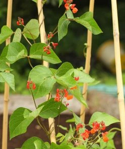 Roots Plants Peas & Beans 10 Organic 'Enorma' Runner Bean Plants