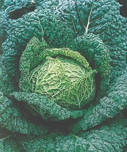 Roots Plants 10 Organic 'Vertus' Savoy Cabbage Plants