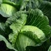 Roots Plants 10 Organic Spring Green Cabbage Plants Brassicas & Leafy Greens