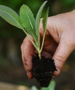 Roots Plants 63 Organic Stir Fry Vegetable Plants All Vegetable Plants