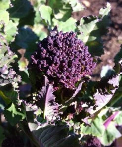 Roots Plants Brassicas & Leafy Greens 20 Best Broccoli Plants Collection | Growers Choice