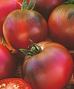 Roots Plants Salad Plants 15 Organic Colourful Tomato Plants