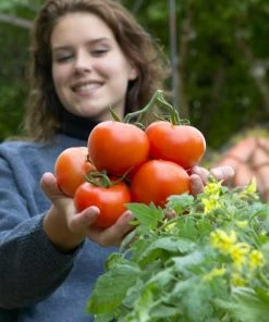 Roots Plants Salad Plants 15 Organic Colourful Tomato Plants