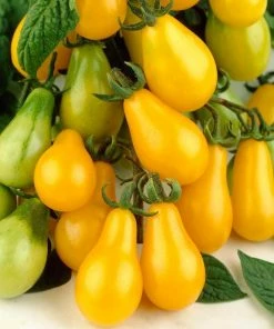 Roots Plants 5 Organic 'Yellow Pear' Tomato Plants