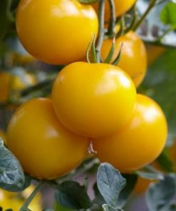 Roots Plants Salad Plants 5 Organic 'Golden Sunrise' Tomato Plants