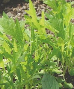 Roots Plants 10 Organic Wild Rocket Plants