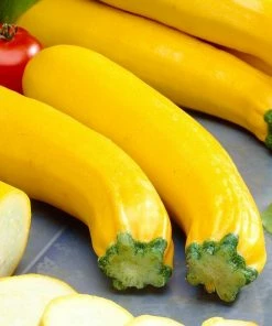 Roots Plants 3 Organic 'Atena Polka' Yellow Courgette Plants Courgettes