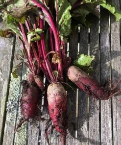Roots Plants 10 Autumn 'Cylindra' Beetroot