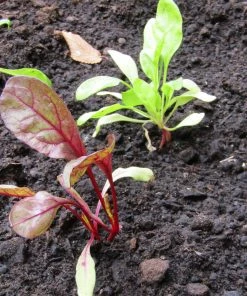 Roots Plants 10 Autumn 'Cylindra' Beetroot
