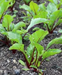 Roots Plants 10 Autumn 'Chioggia' Beetroot