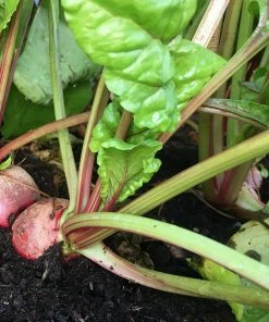 Roots Plants 10 Autumn 'Chioggia' Beetroot