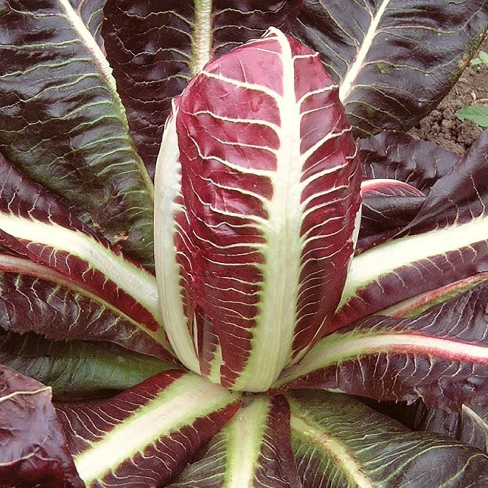 Roots Plants 10 Autumn 'Rossa Di Treviso' Chicory 3 Roots Plants 10 Autumn 'Rossa Di Treviso' Chicory