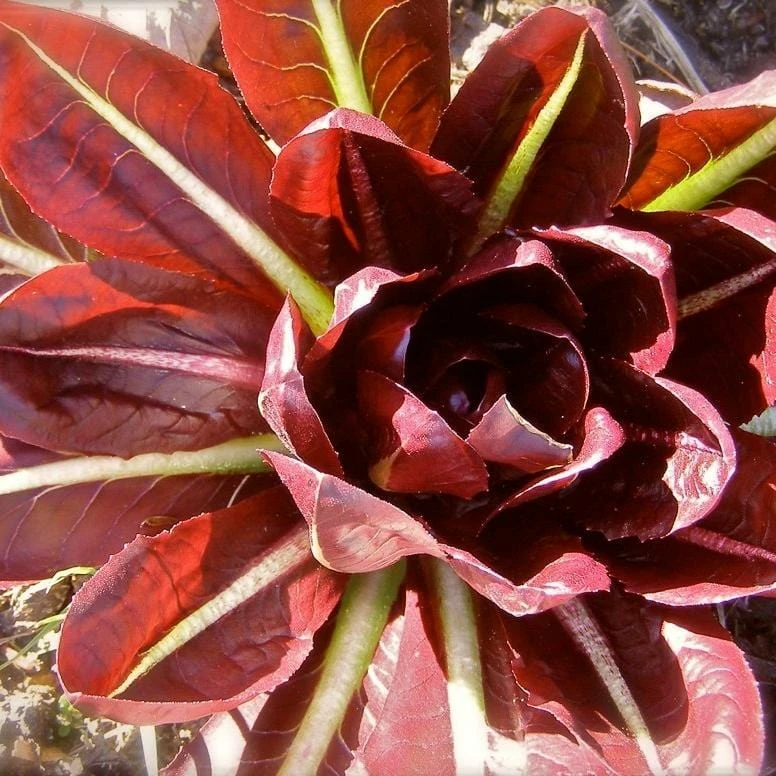 Roots Plants 10 Autumn 'Rossa Di Treviso' Chicory 5 Roots Plants 10 Autumn 'Rossa Di Treviso' Chicory