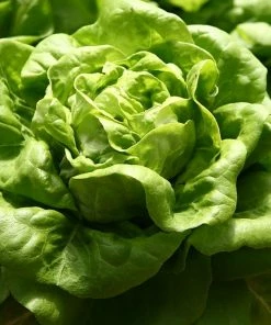 Roots Plants 10 Autumn 'Arctic King' Lettuce