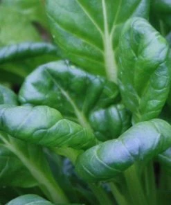 Roots Plants Brassicas & Leafy Greens 10 Autumn Tatsoi
