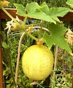 Roots Plants 3 Organic 'Crystal Lemon' Cucumber Plants Cucumbers