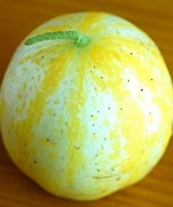 Roots Plants 3 Organic 'Crystal Lemon' Cucumber Plants Cucumbers