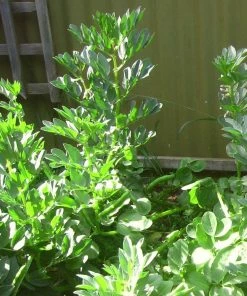 Roots Plants 10 Organic 'Aquadulce Claudia' Broad Bean Plants Peas & Beans 17 Roots Plants 10 Organic 'Aquadulce Claudia' Broad Bean Plants Peas & Beans