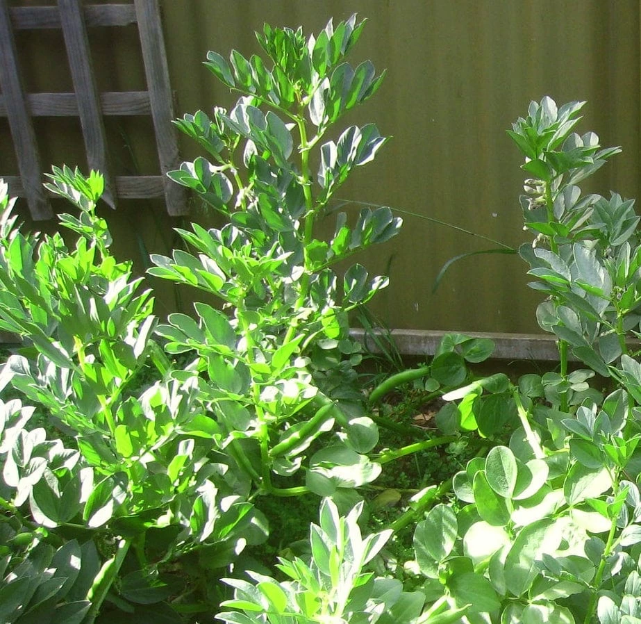 Roots Plants 10 Organic 'Aquadulce Claudia' Broad Bean Plants Peas & Beans 10 Roots Plants 10 Organic 'Aquadulce Claudia' Broad Bean Plants Peas & Beans