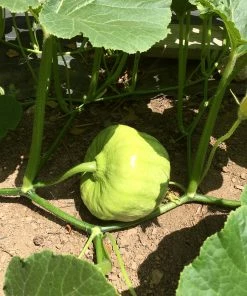 Roots Plants 3 Organic ''Queensland Blue' Winter Squash Plants