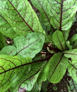 Roots Plants All Vegetable Plants 10 Organic 'Red Veined' Sorrel Plants