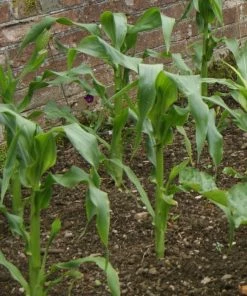 Roots Plants 10 Organic 'Minipop' Baby Sweetcorn Plants All Vegetable Plants
