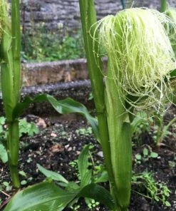 Roots Plants 10 Organic 'Minipop' Baby Sweetcorn Plants All Vegetable Plants