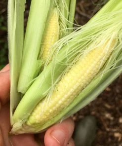 Roots Plants 10 Organic'Minipop' Baby Sweetcorn Plants All Vegetable Plants