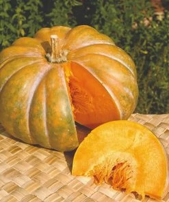 Roots Plants Root Vegetables 3 Organic 'Musquee De Provence' Winter Squash Plants